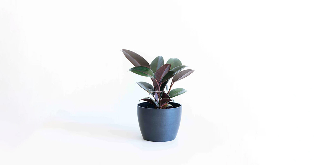 フィカス・バーガンディ