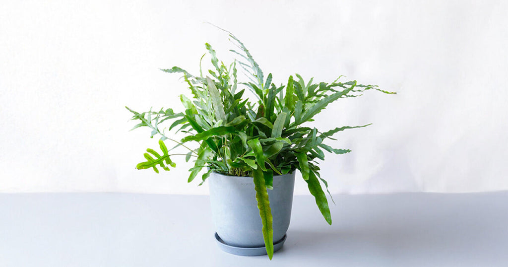 フレボディウム・オーレウム・ブルースター