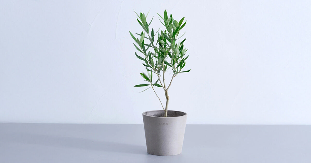 オリーブ・チプレッシーノ 4号