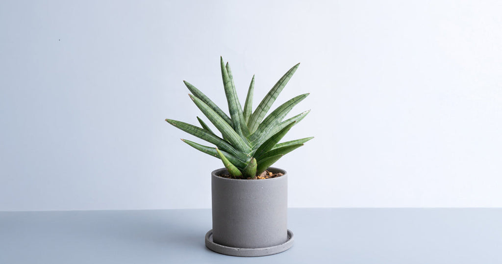 サンスベリア 小型