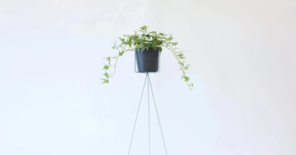 アイビー（ヘデラ）