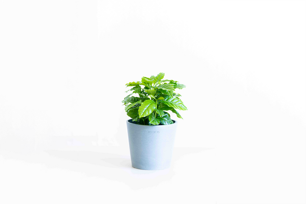 コーヒーの木 4号