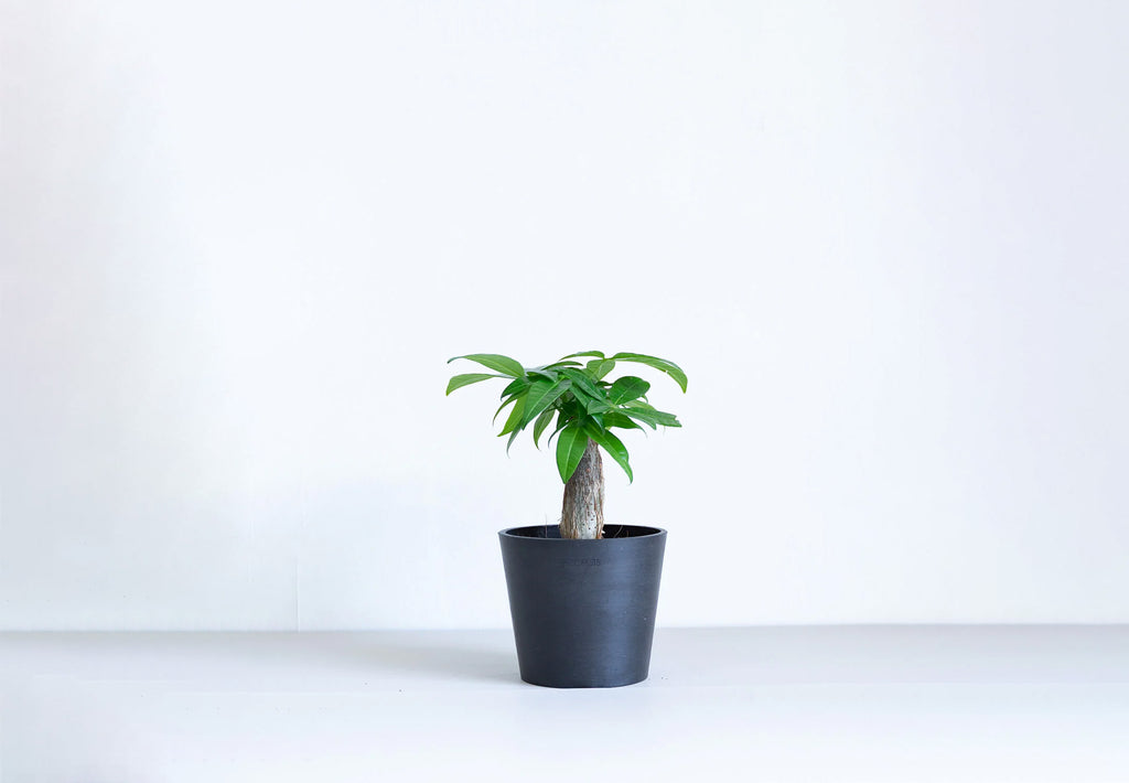 パキラ ノーマル