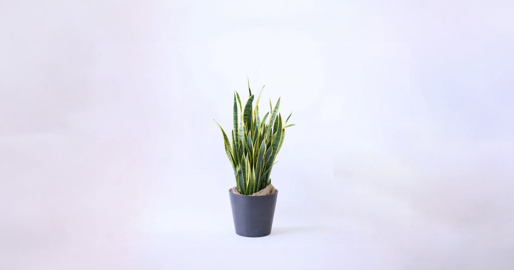 サンスベリア・ローレンチー