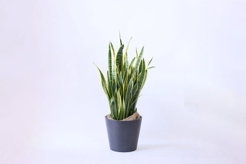 サンスベリア・ローレンチー 13号