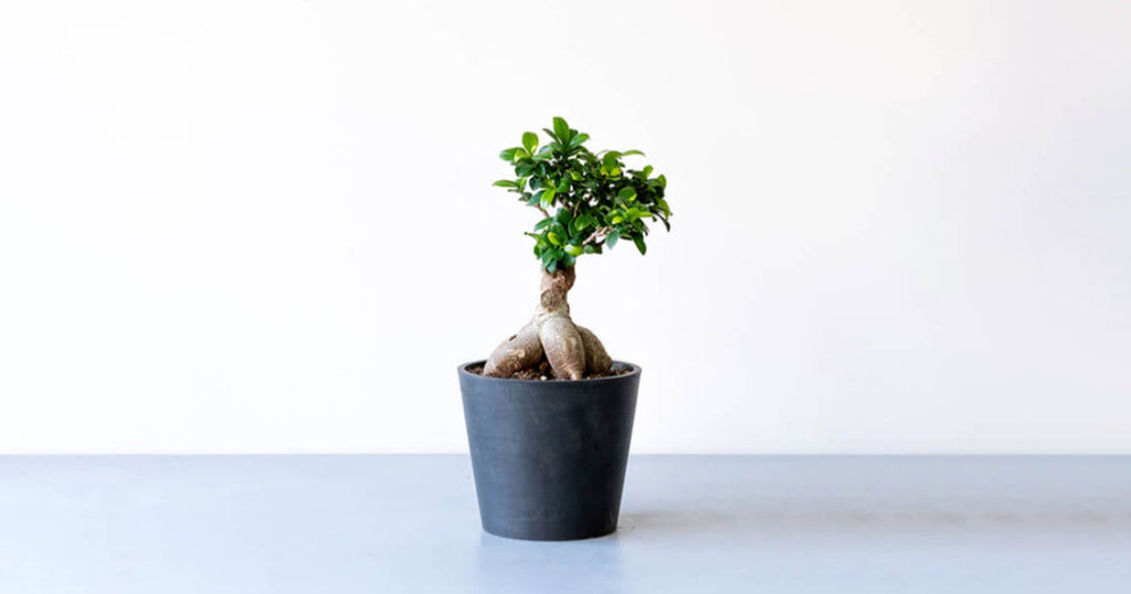 ガジュマル（多幸の木）