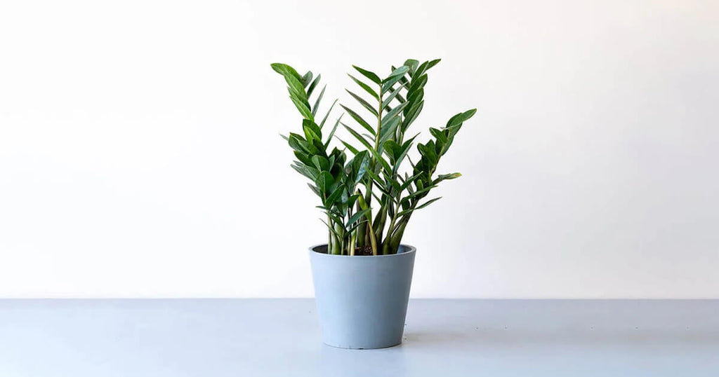 ザミオクルカス