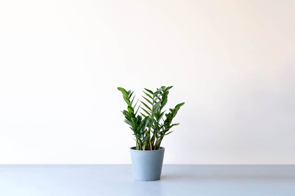 ザミオクルカス 6号