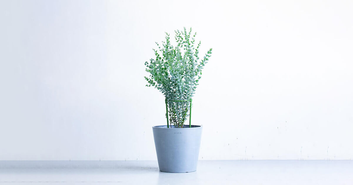 ユーカリ・ムーンラグーン