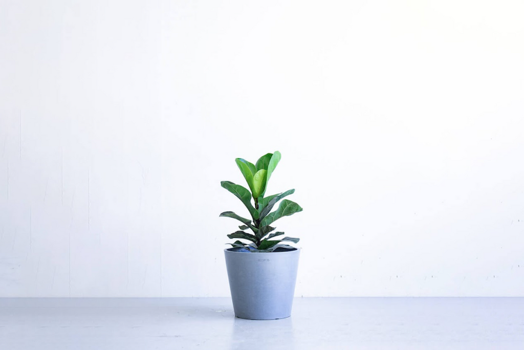 フィカス・リラータ・バンビーノ ノーマル