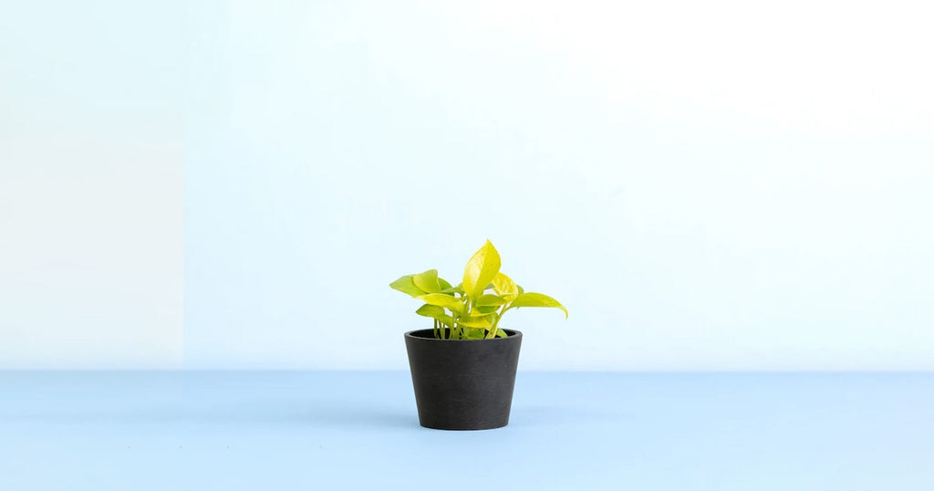 ポトス・ライム