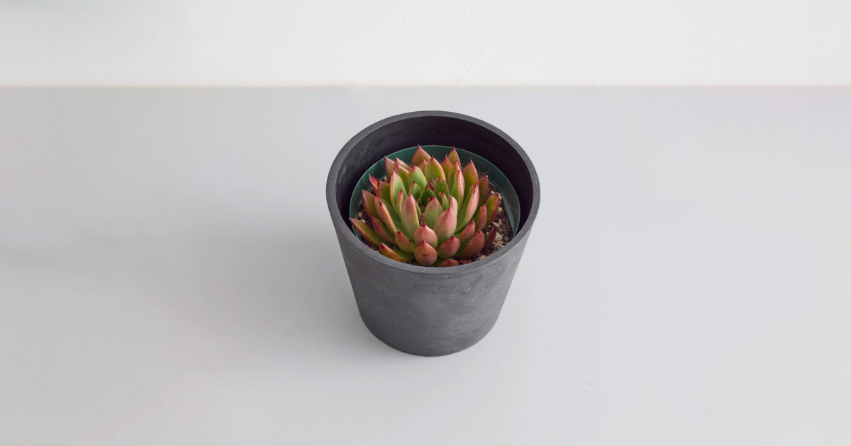 エケベリア・クリスマス