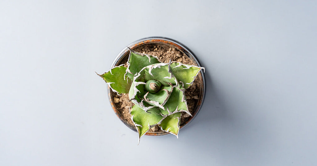 アガベ・チタノタ シーザー