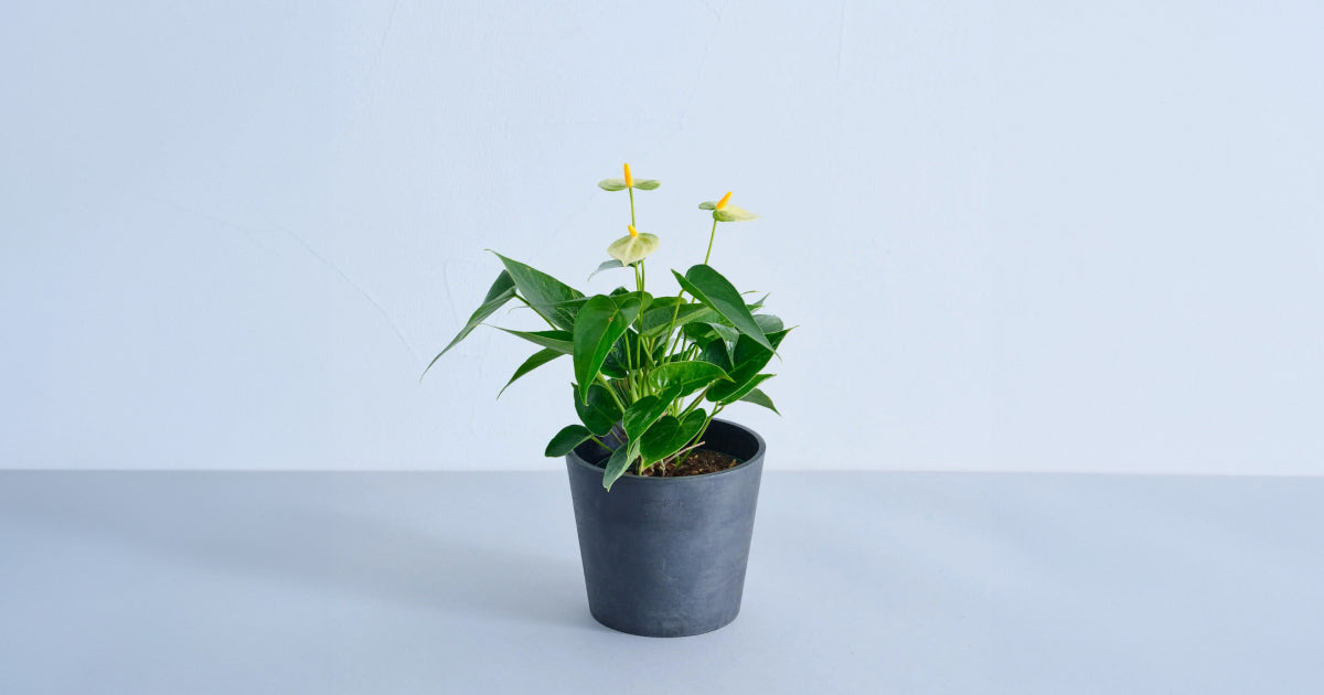 アンスリウム バニラ