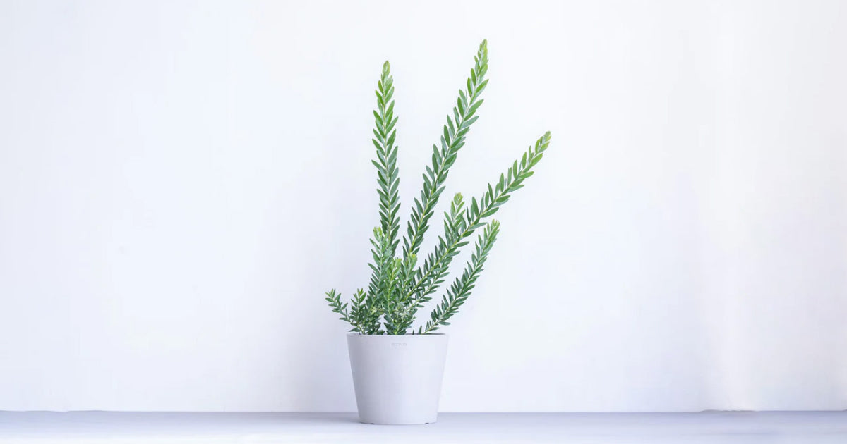 アカシア・ブルーブッシュ