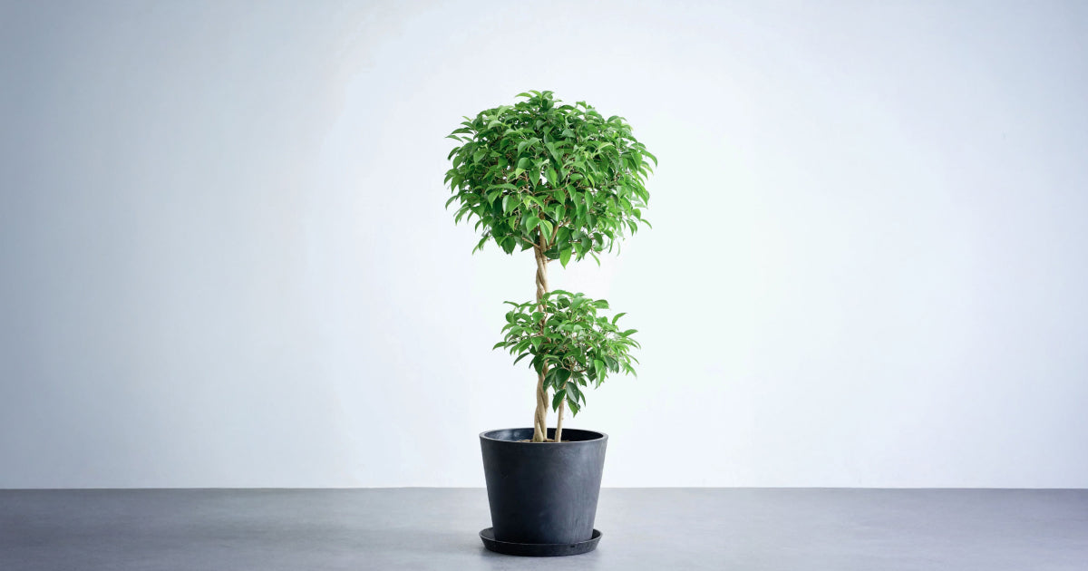 フィカス・ベンジャミン・リッチ