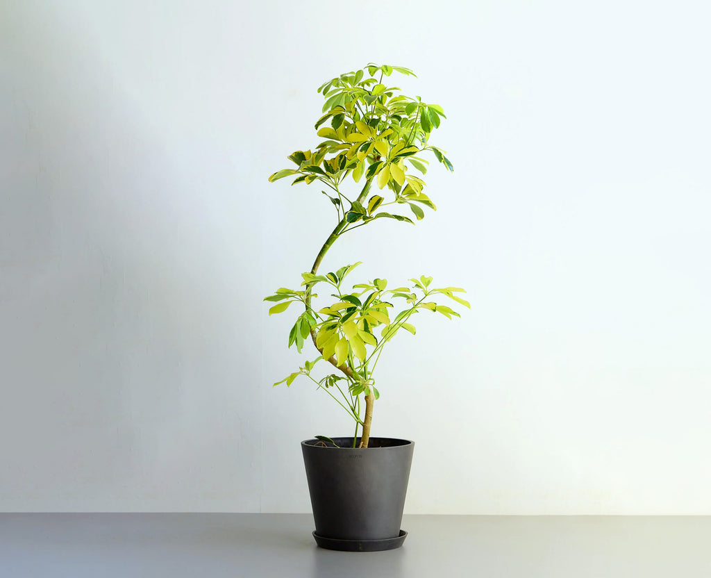 シェフレラ・ハッピーイエロー まがり