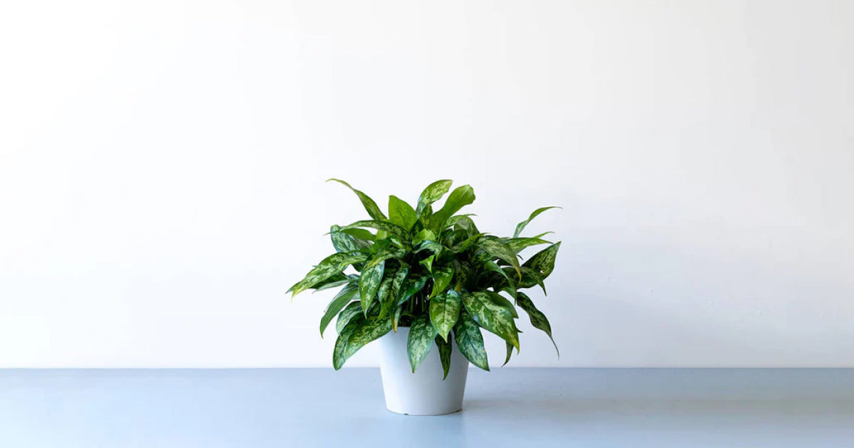 アグラオネマ・マリア