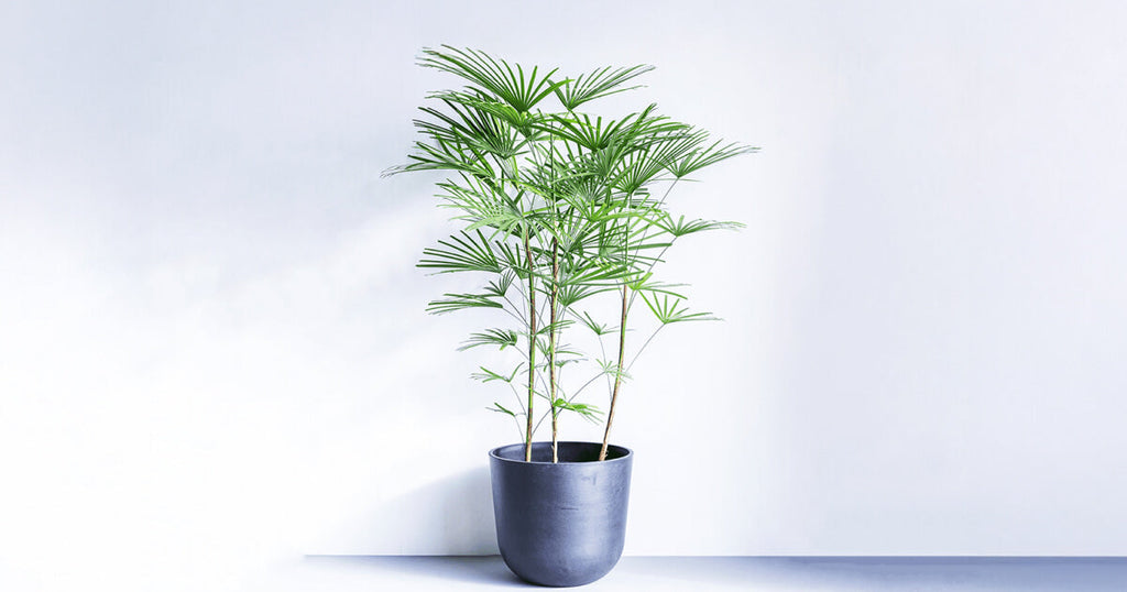 雲南シュロチク