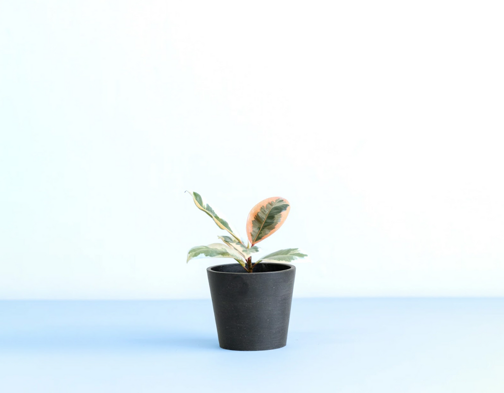 フィカス・ティネケ 3号