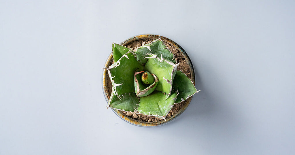 アガベ・チタノタ 白鯨