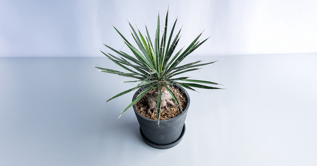 ユッカ・バッカタ