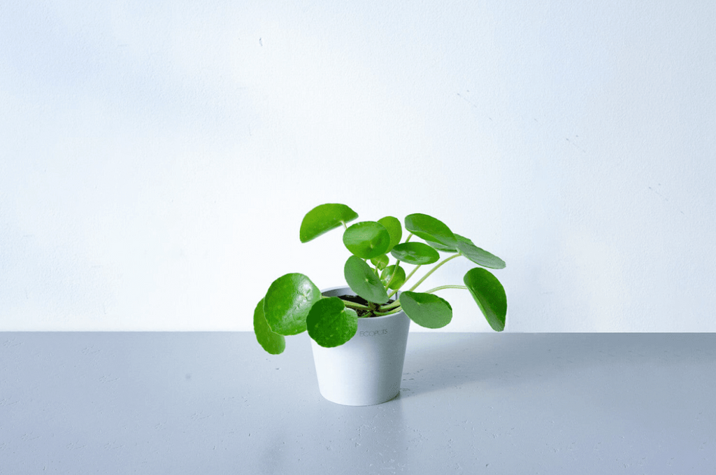 ピレア・ペペロミオイデス 3号