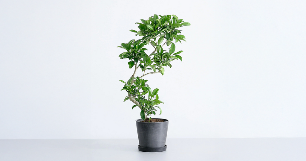 ファグラエア・ベルテロアナ