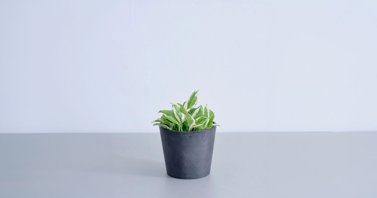 ポトスエンジョイ