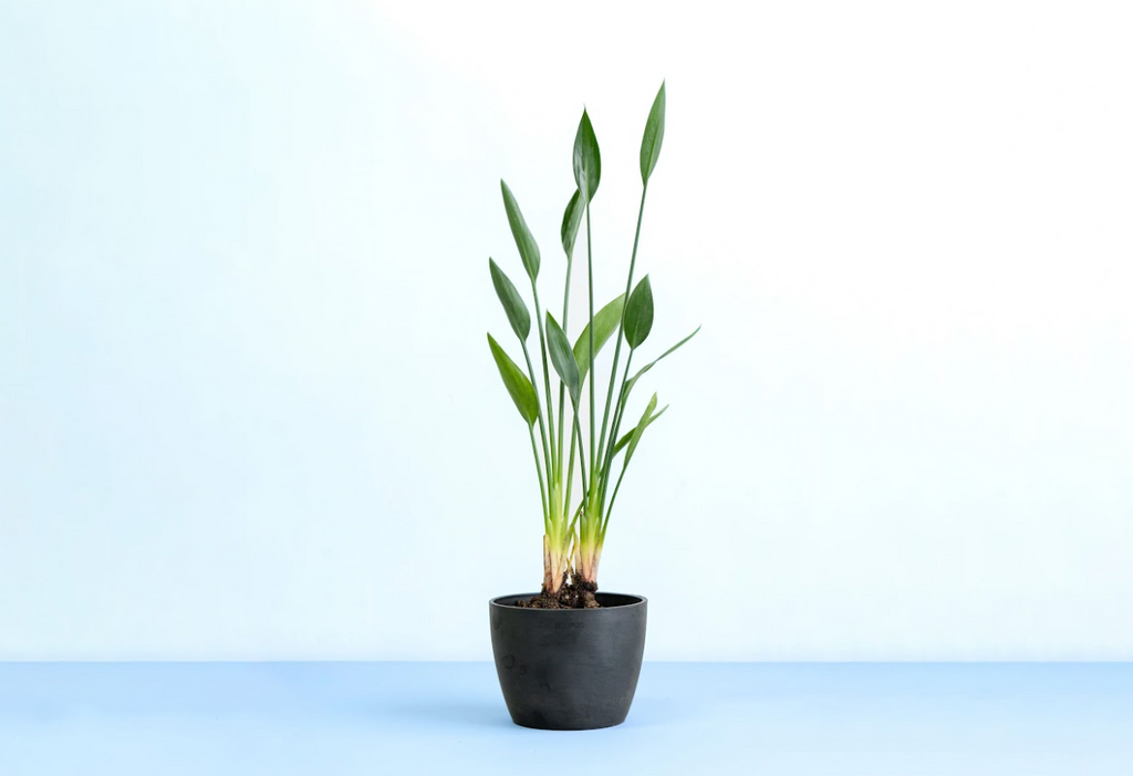 ストレリチア 5号