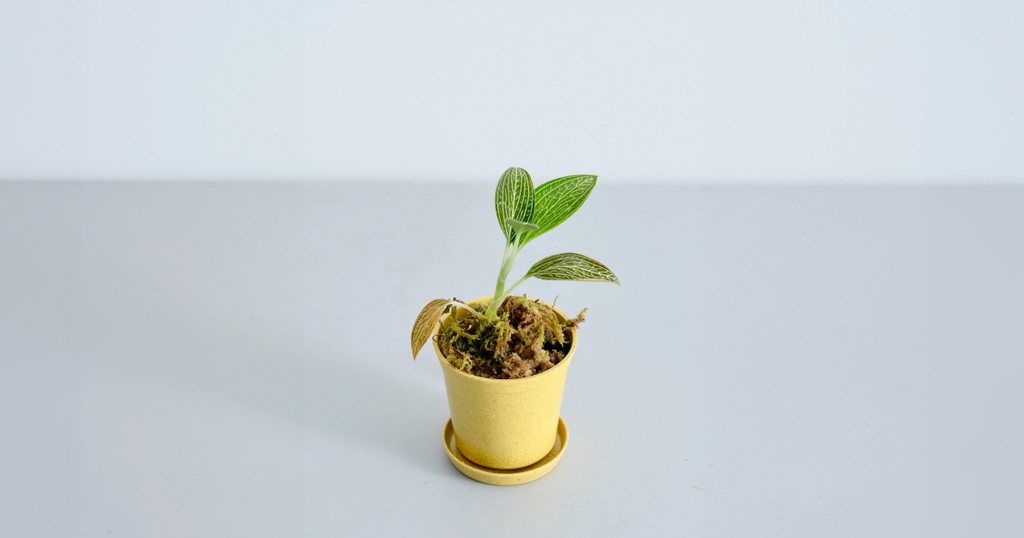 ジュエルオーキッド（ルディシア トリカラー）