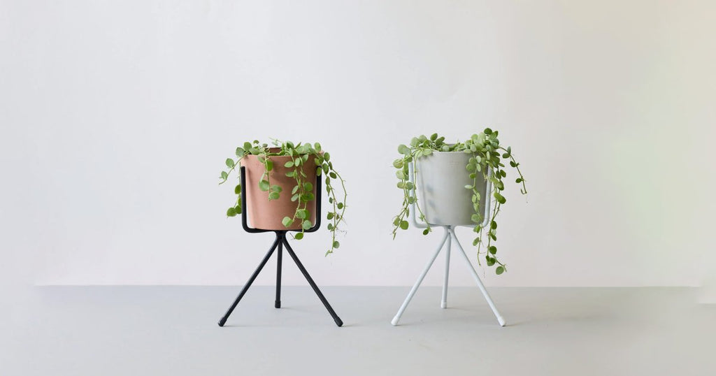 ディスキディア・ヌンムラリア