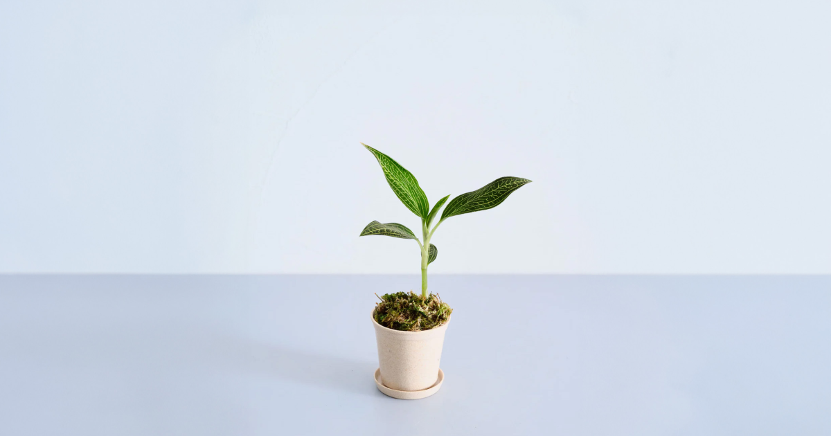 ジュエルオーキッド（ディスカラー）