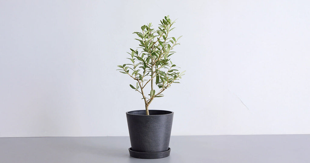 オリーブ・チプレッシーノ 6号