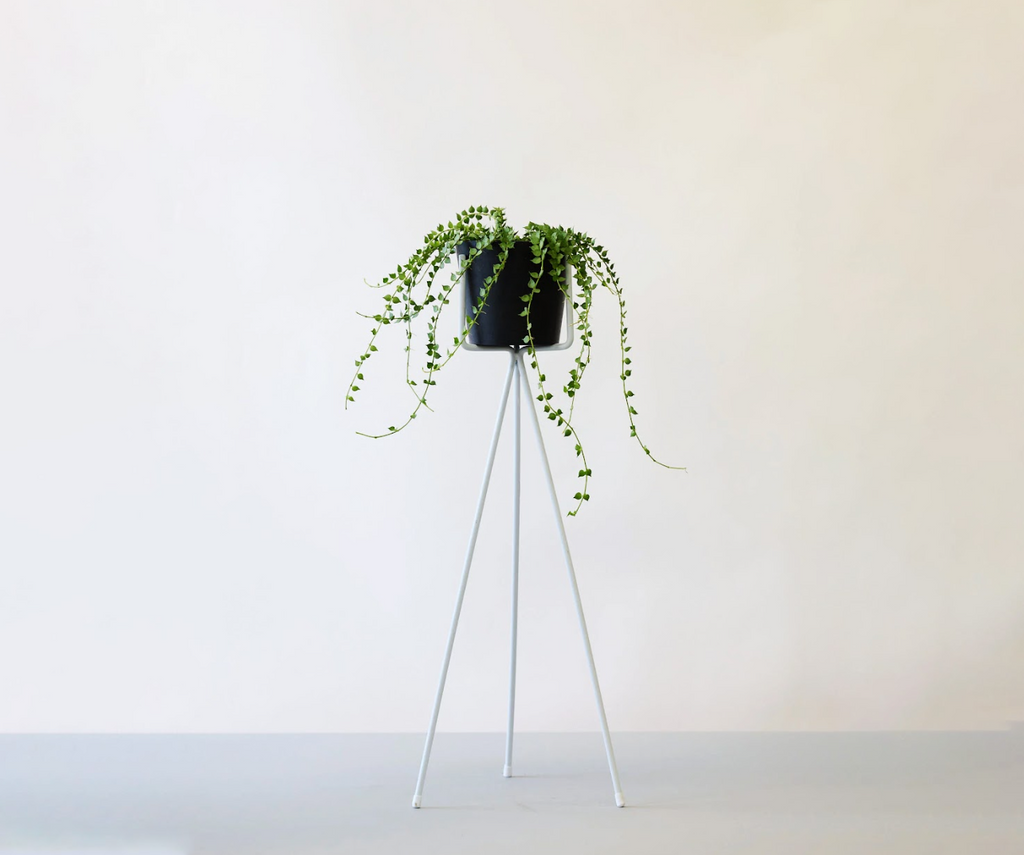 ディスキディア・ルスキフォリア 4号