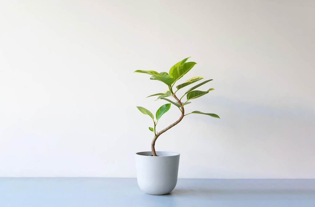 フィカス・アルテシマ まがり