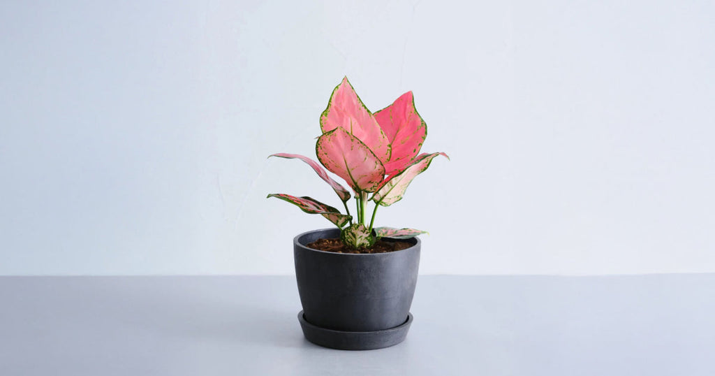 アグラオネマ・アンヤマニー