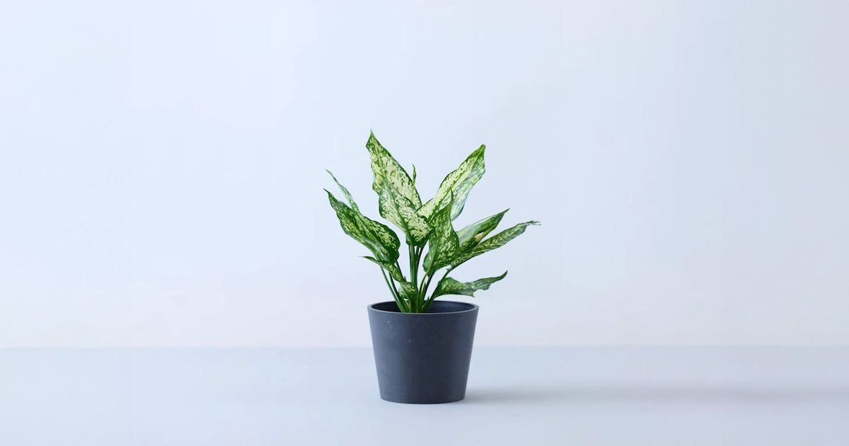 アグラオネマ・スノーフレークス