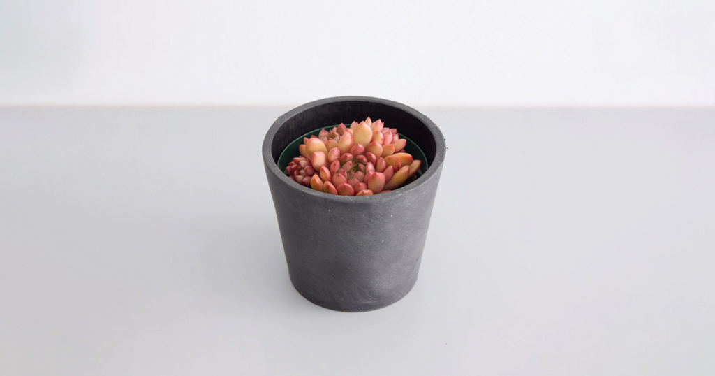 グラプトベリア