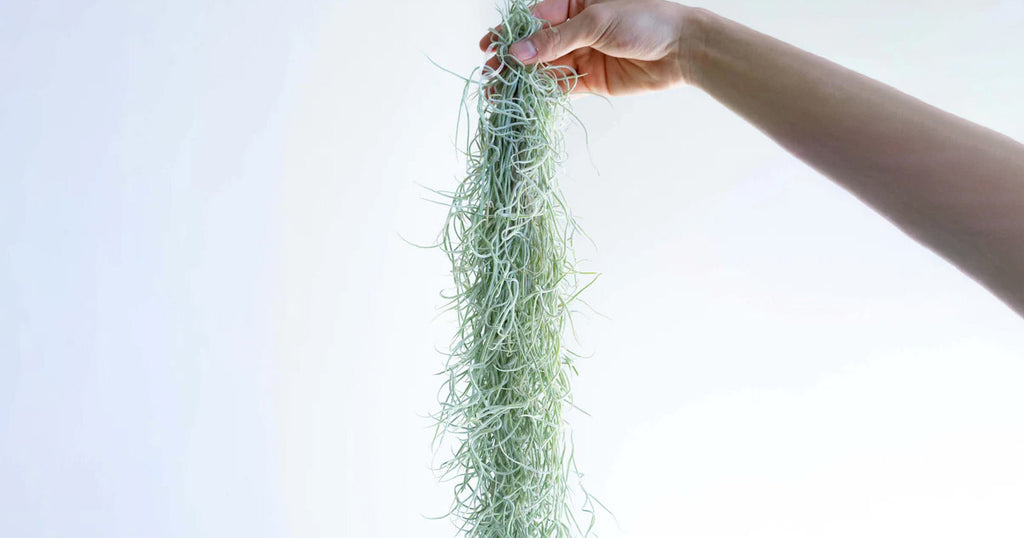 ウスネオイデス