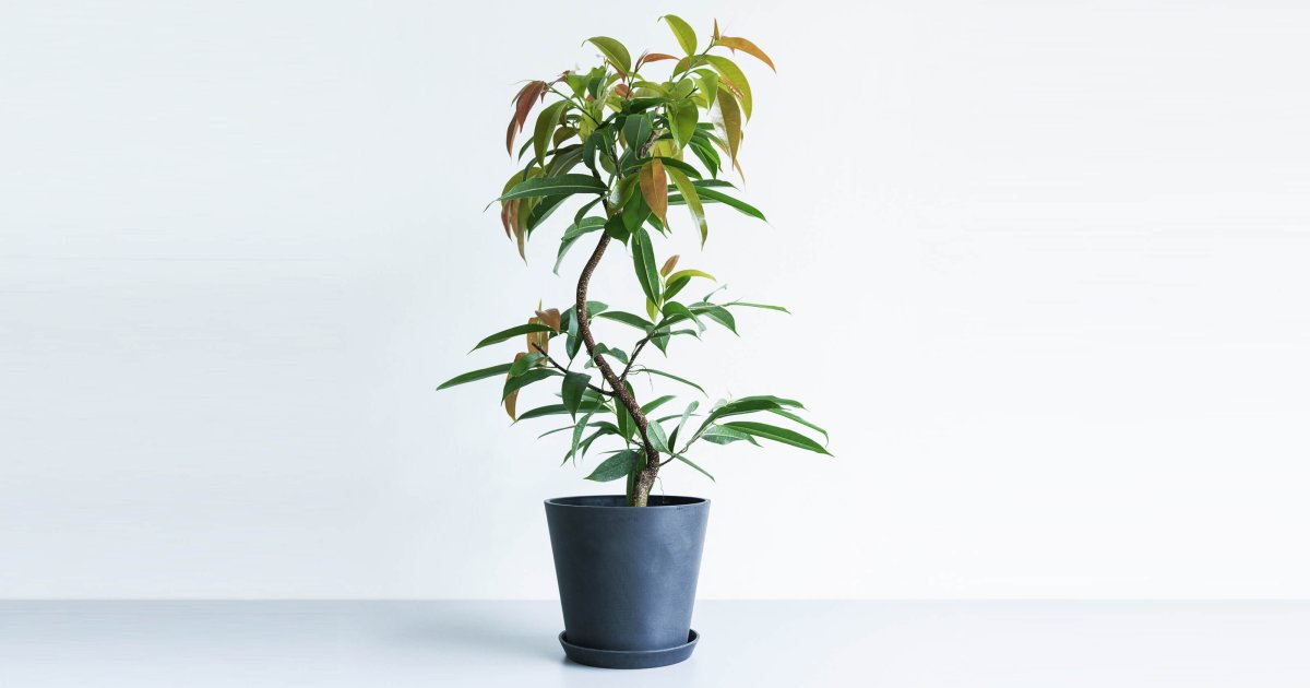 フィカス・アムステルダムキング