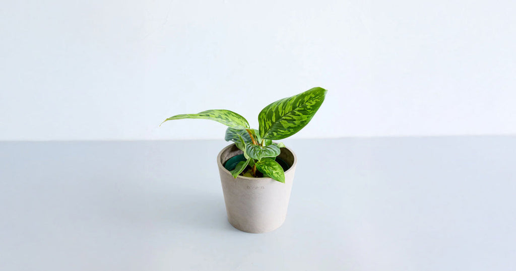 ホマロメナ・カモフラージュ