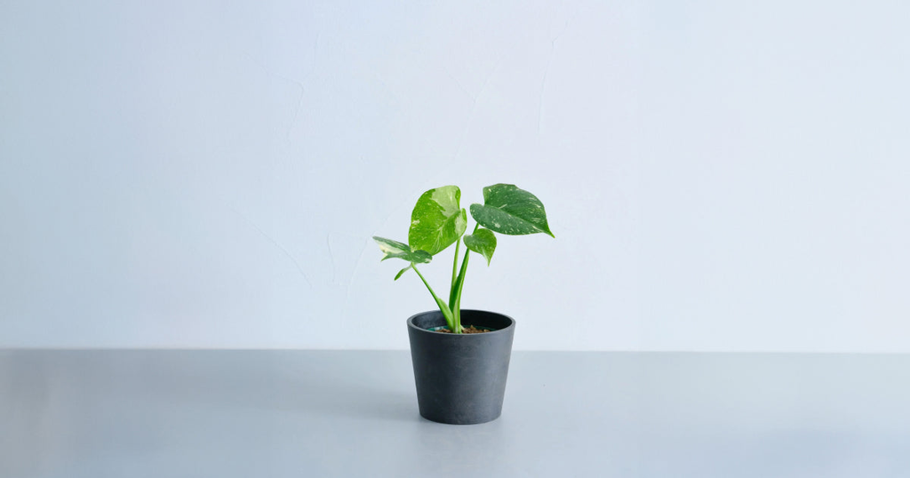 モンステラ・タイコンステレーション