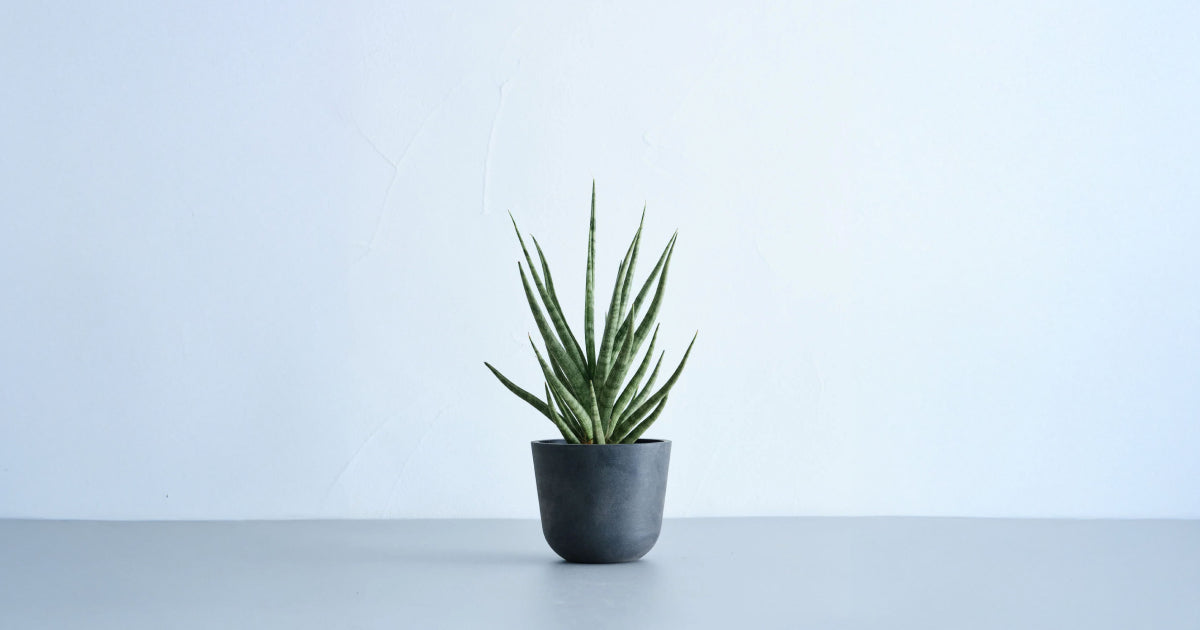 サンスベリア・トーチ