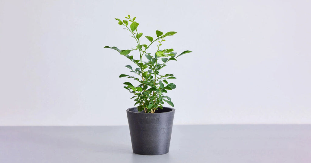 シルクジャスミン