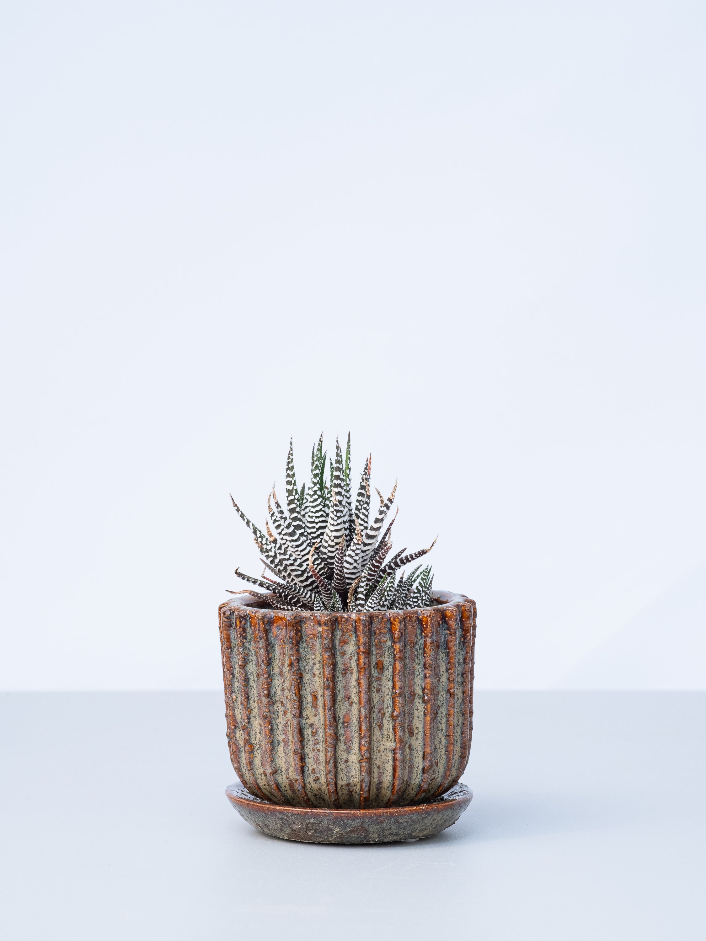 【一点もの】ハオルチア・十二の巻　ワイドバンド  Table-M