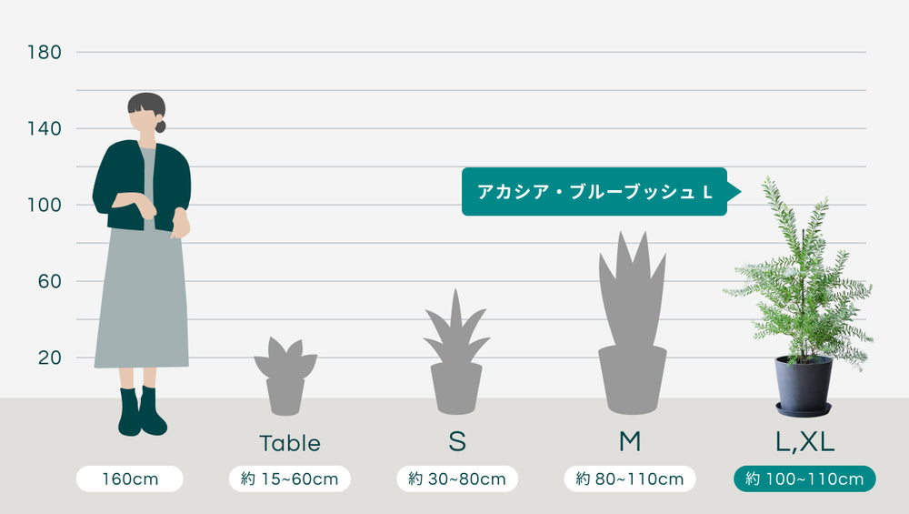 アカシア・ブルーブッシュ Lのサイズ