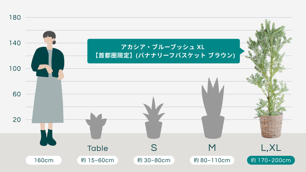アカシア・ブルーブッシュ XL 【首都圏限定】(レザーカバー ベージュ)のサイズ