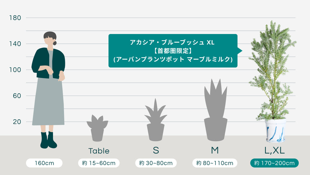 アカシア・ブルーブッシュ XL 【首都圏限定】(アーバンプランツポット マーブルミルク)のサイズ