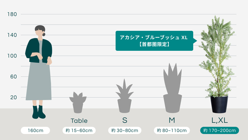 アカシア・ブルーブッシュ XL 【首都圏限定】のサイズ